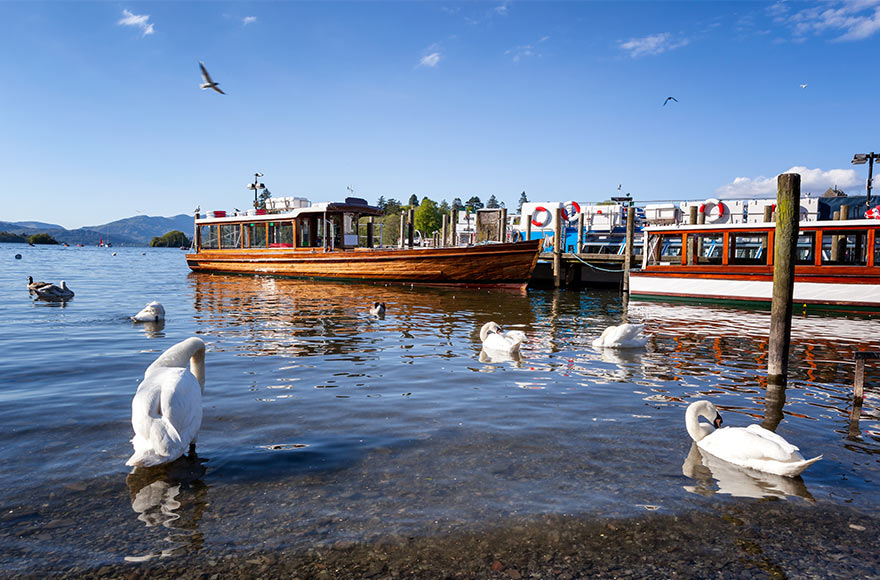 Swans bathing by docked cruise boats at Lake Windermere, Lake District