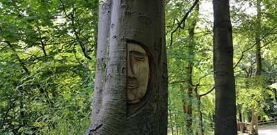 Face carved into tree