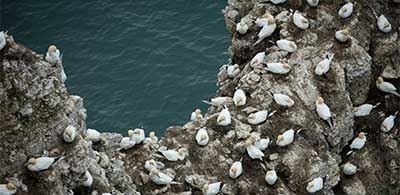 Gannets nesting on Bempton Cliffs