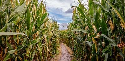 Inside York Maze with corn stalks on either side