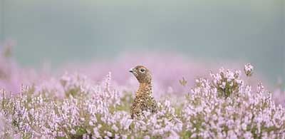 Grouse lifting its head above the blooming heather of Yorkshire Moors