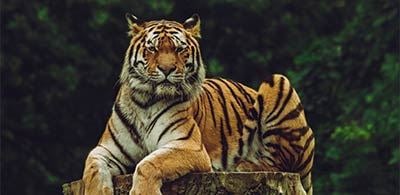 Striped tiger lying prostrate on a tree stump at Chester Zoo