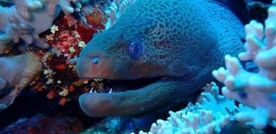 Eel swimming amid coral and baring teeth