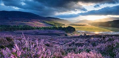 Heather carpets the fields of Caingorms National Park againt an impressive sunset 