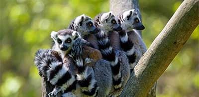 Peak wildlife park Lemurs