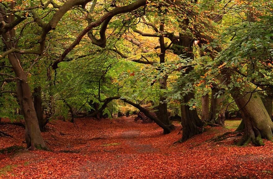 A wooded area covered in fallen autumnal leaves