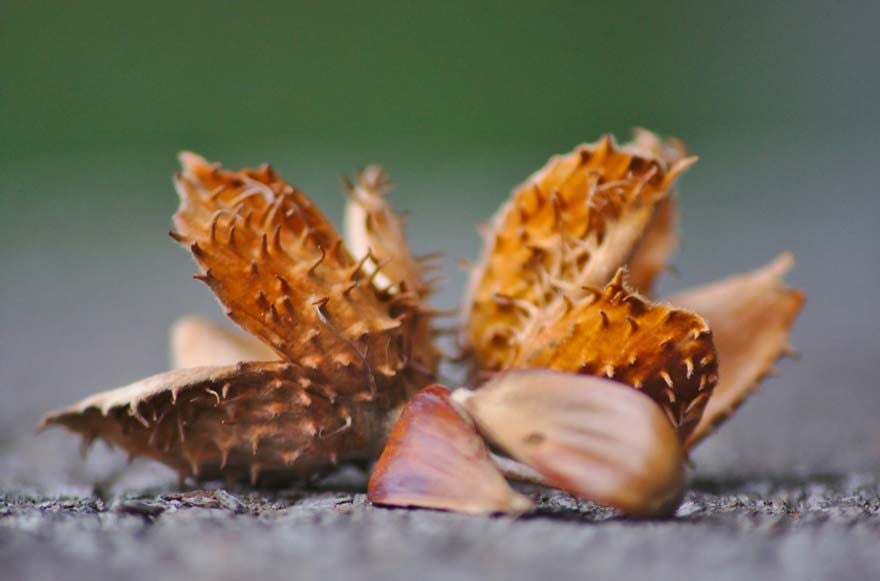 Close up of beechnuts