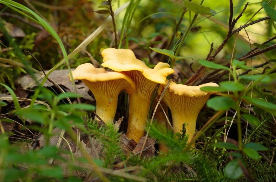 Yellow chanterelle mushrooms sprouting