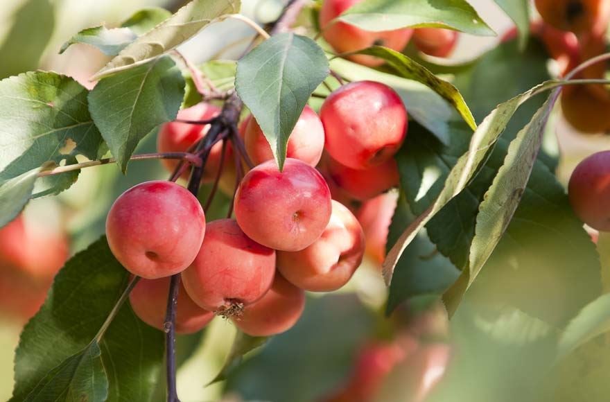 Crabapples on a tree in the sunshine