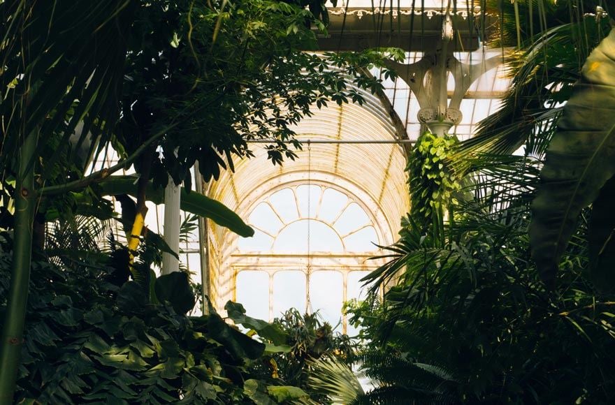 Calming botanical gardens with an ambundance of impressive plants and trees framing a decorative glass window