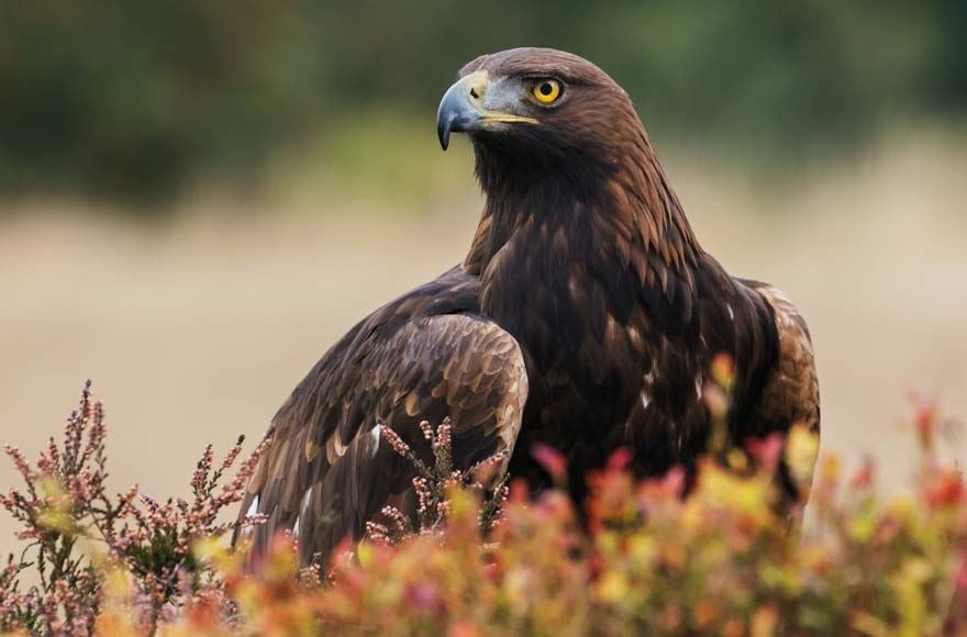 A Golden Eagle in a field looking into the distance