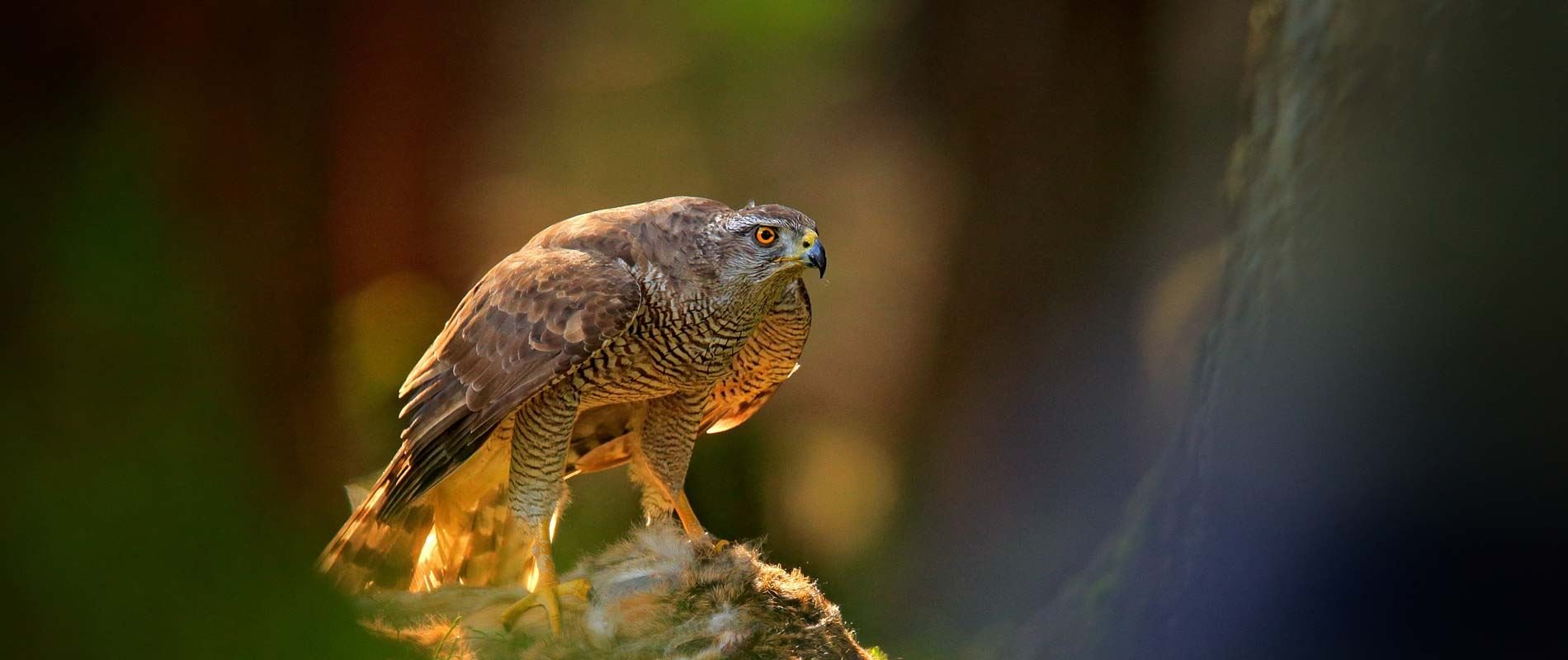 Goshawk perched on branch, hunting down prey