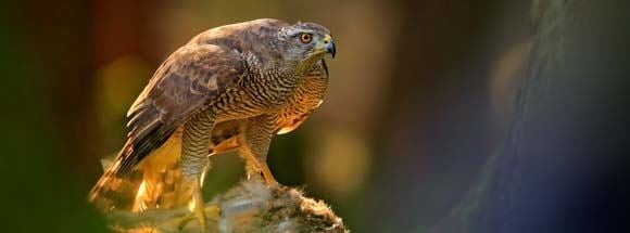 Goshawk perched on branch, hunting down prey