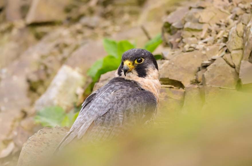 A Peregrine Falcon looking into the distance, perched on some rocks