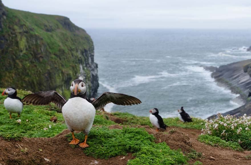 A Puffin with their wings spread out, in front of several otehr puffins, all perched on cliff tops in Skomer