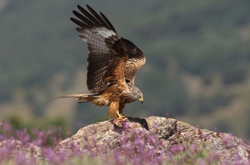 A Red Kite landing on a rock in a field covered with heather