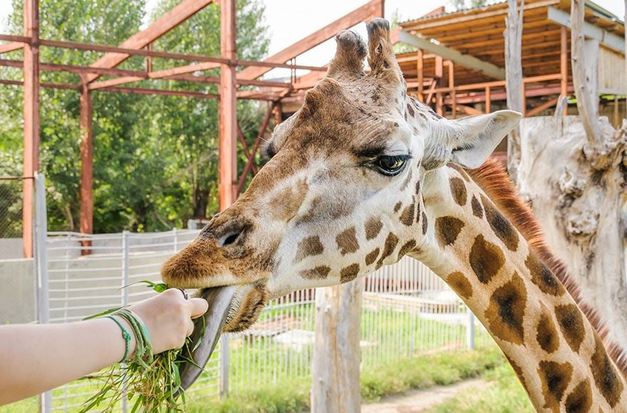 Giraffe being fed tree branch at conservation centre in UK