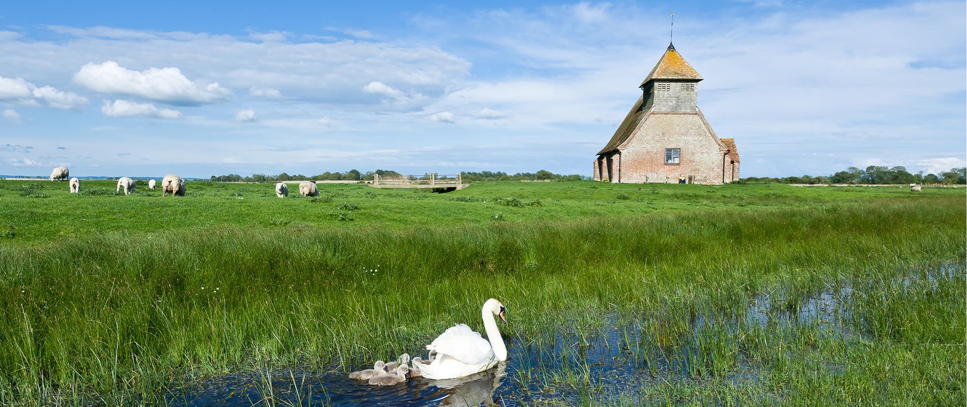 A family of swans in Romney Marsh with nearby sheep grazing