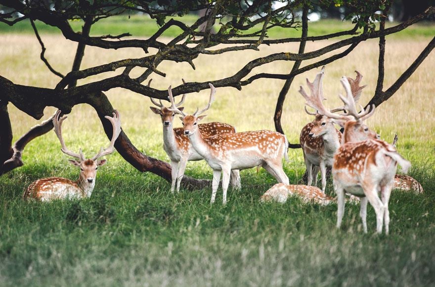 A group of deer relaxing next to a tree