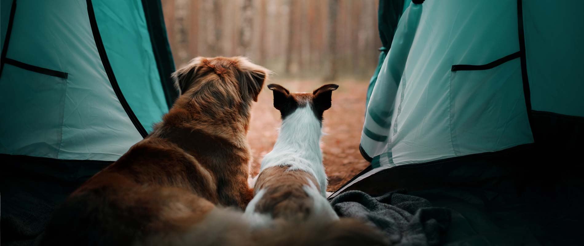 Two dogs looking out at trees from a turquoise tent