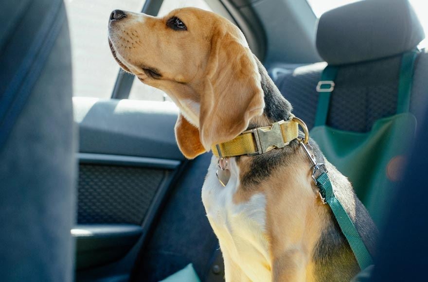 A beagel dog is sitting in the back seat of a car stapped in using a lead 