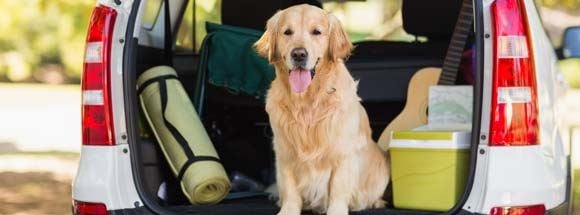 A golden retriver sit in a car boot surrounded by camping equipment 