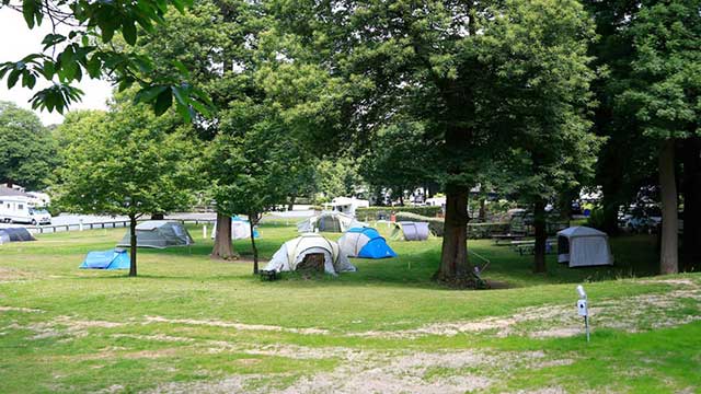 Tents under the trees at Abbey Wood Club Campsite