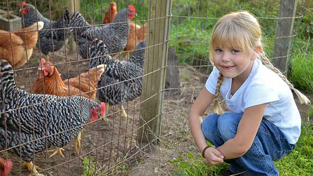 A little girl squats down next to some chickens at Priory Farm, Nutfield, near Alderstead Heath Club Campsite