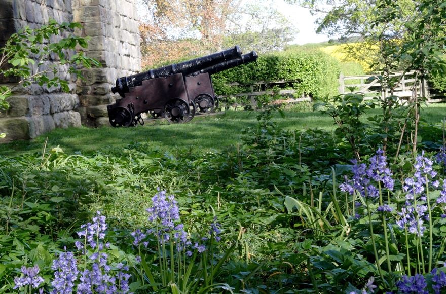 Bluebells at Etal Castle with cannons in the background