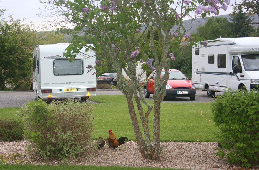 Gravel with tree and hedges with a rooster and hen with grass and motorhomes in the background