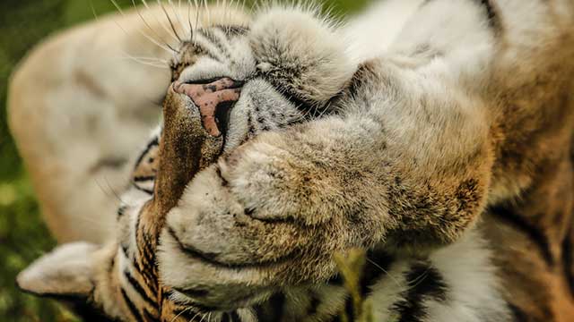 A tiger lies back with closed eyes, near Daleacres Club Campsite