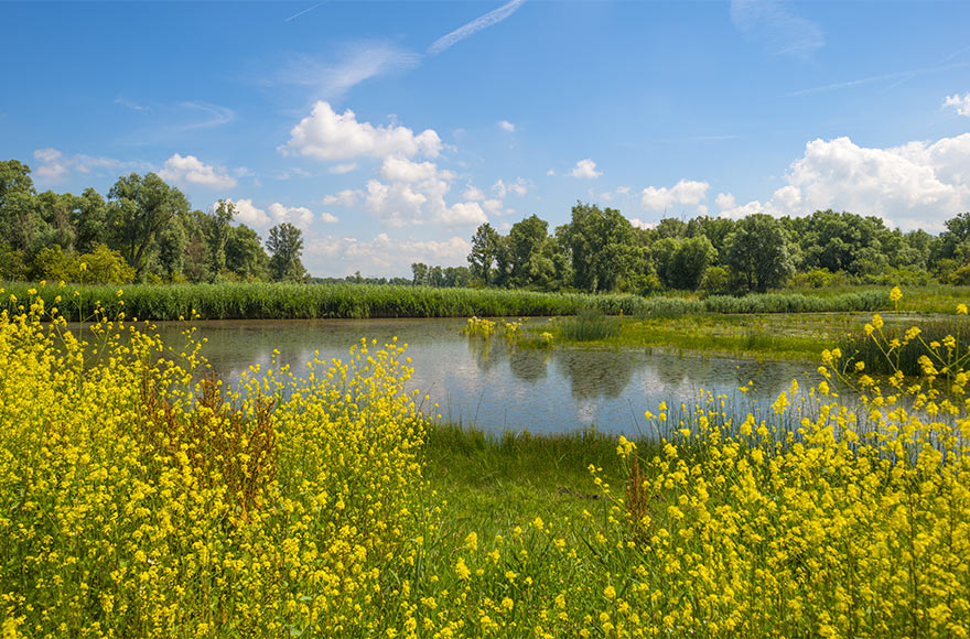 Wildflowers surrounding the water at Daleacres Club Campsite