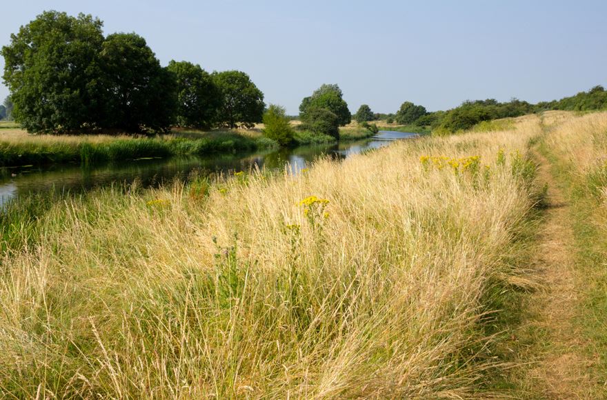 Peaceful green landscape at Ferry Meadows Country Park