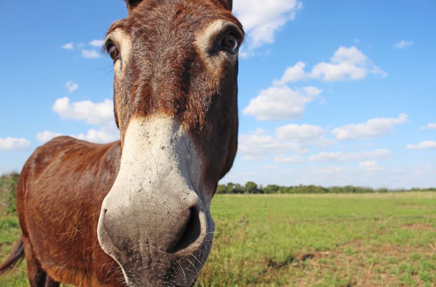 Close up donkey