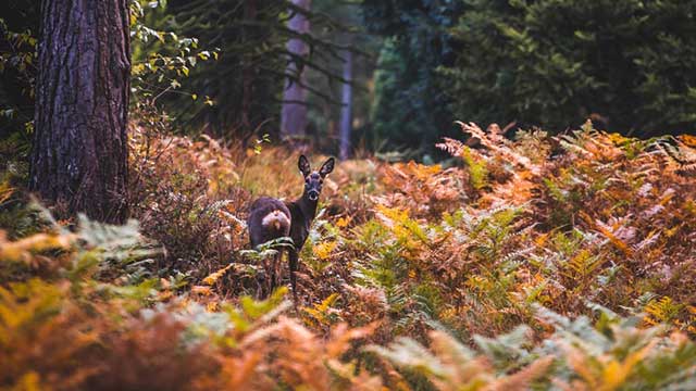 Deer standing in autumn woods at Tilgate Park, near Gatwick Club Campsite