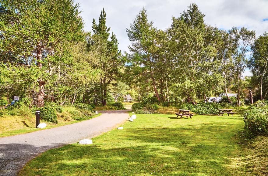 Grassy area for tents with picnic benches in the sunlight in front the the trees