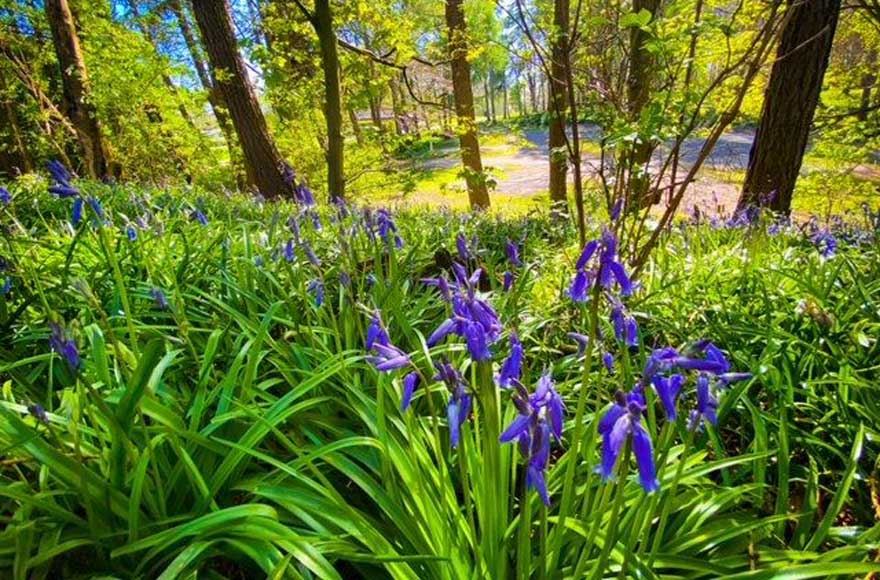 bluebells covering the woodland floor