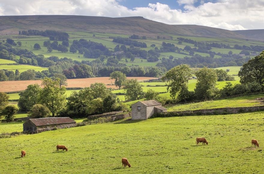 view of livestock grazing on the Yorkshire Dales