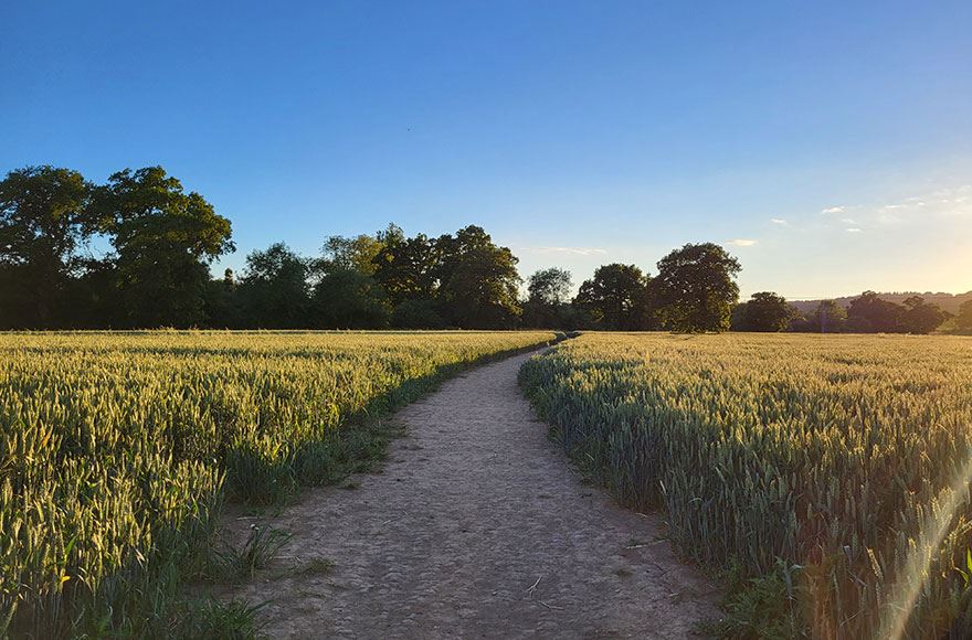 Sunset casting shadows cover crops with a backdrop of trees