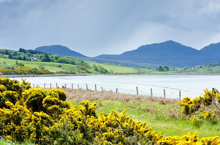 Green and yellow of the gorse in the foreground  leading to grass and fence to the water  with fields and mountains behind