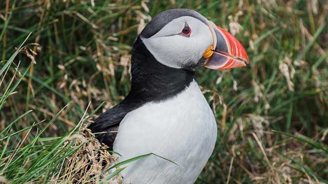 Close up of a  puffin in the long grass