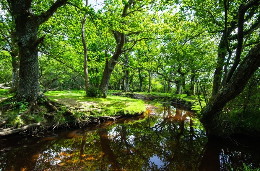 New Forest woodland and stream