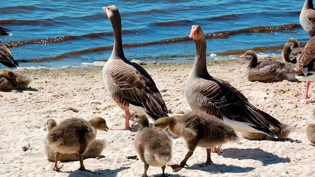 Geese on the sandy beach looking out on the rippling water with their goslings