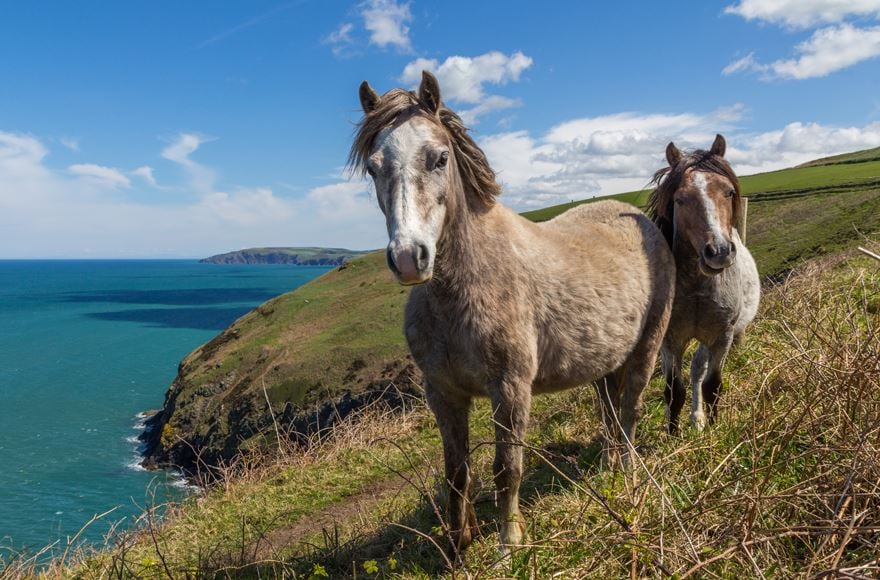 Newport coast ponies