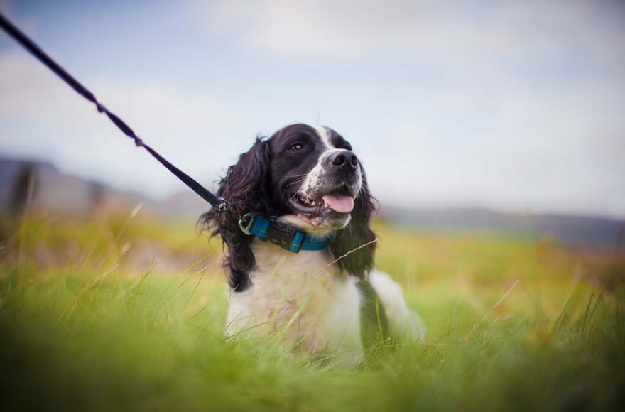 black and white dog with a collar and lead in a grassy field