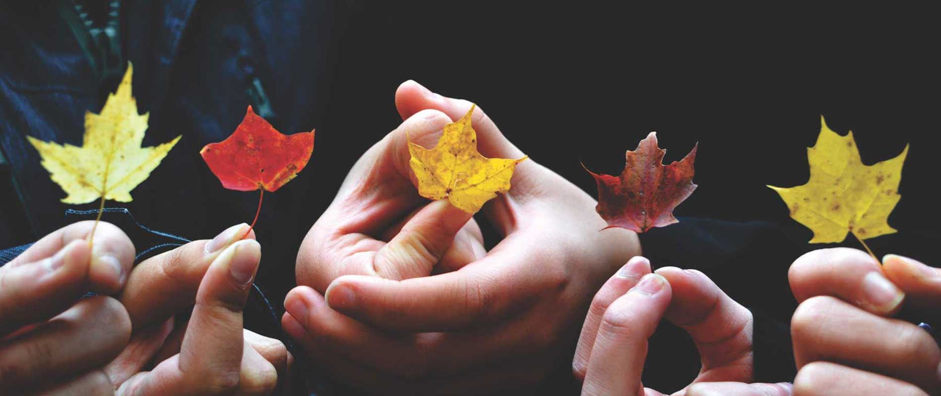 hands holding autumnal leaves 