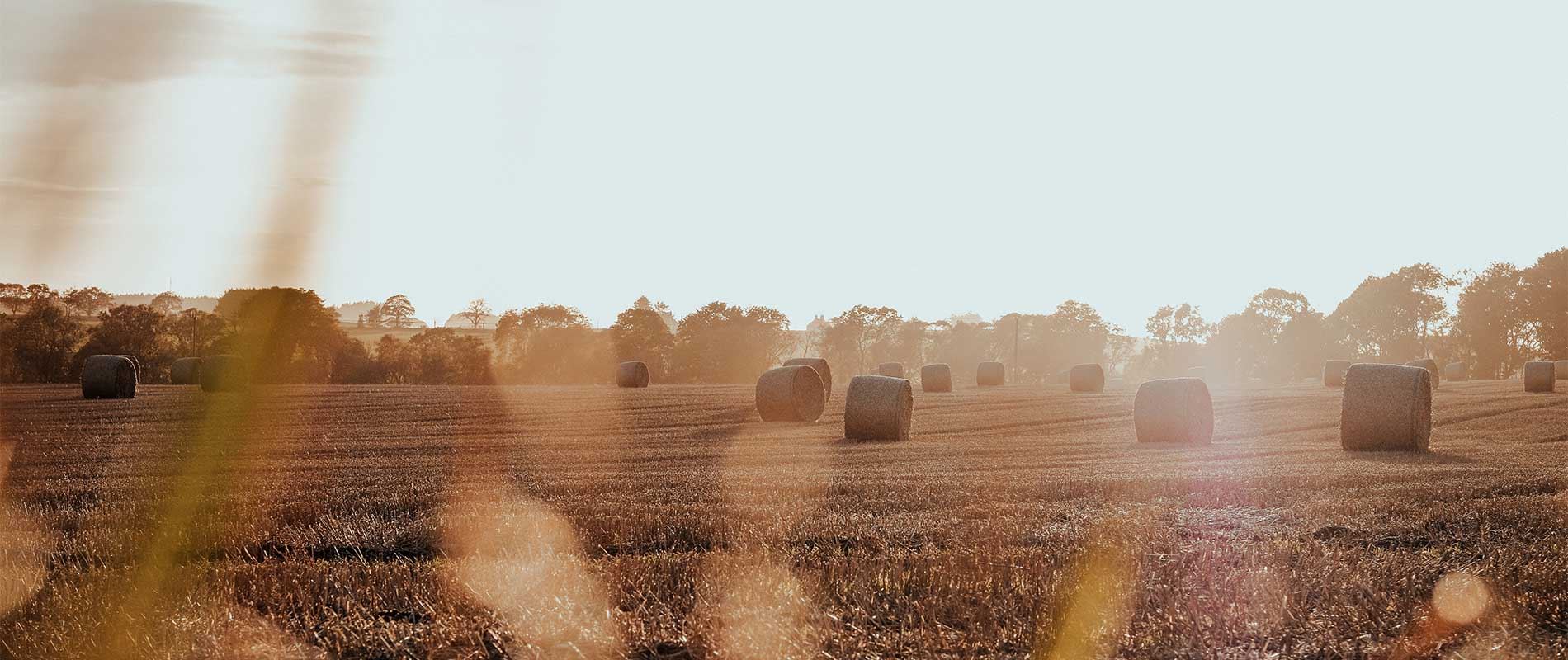 a corn field with scattered hay bales in the sunlight 