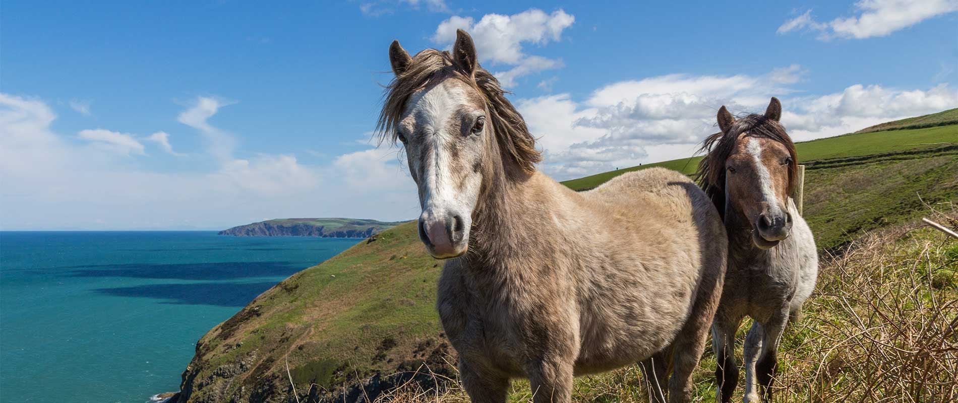 two brown and grey horses stand the coastal path will lusciously green fields surrounded by clear blue water 