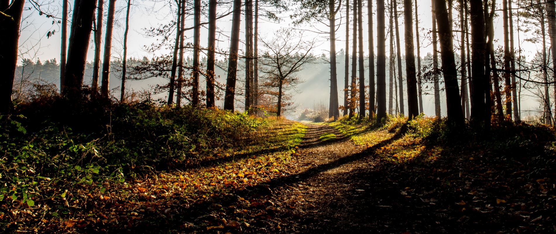 sunshine piercing through trees lining a dark, gloomy forest floor