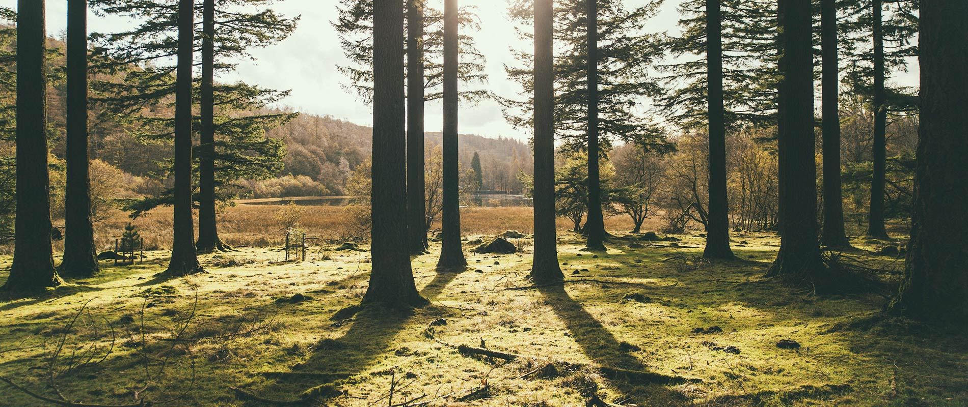 forest view of dark tress with sunrise at homefel forest in coniston